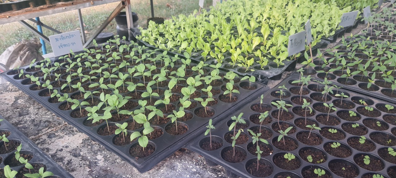 vegetable seedlings