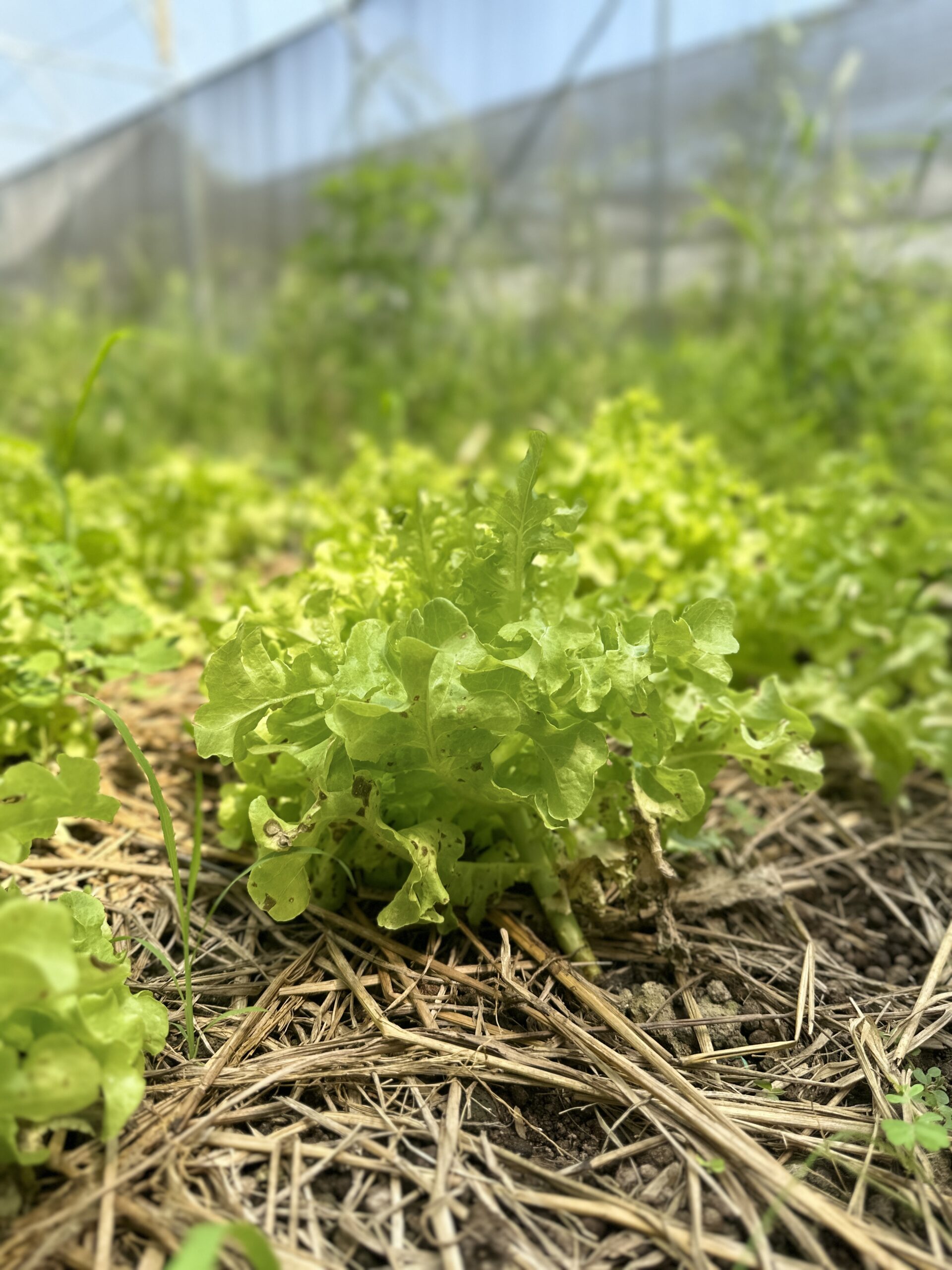 กรีนโอ๊ค (Green Oak Lettuce)