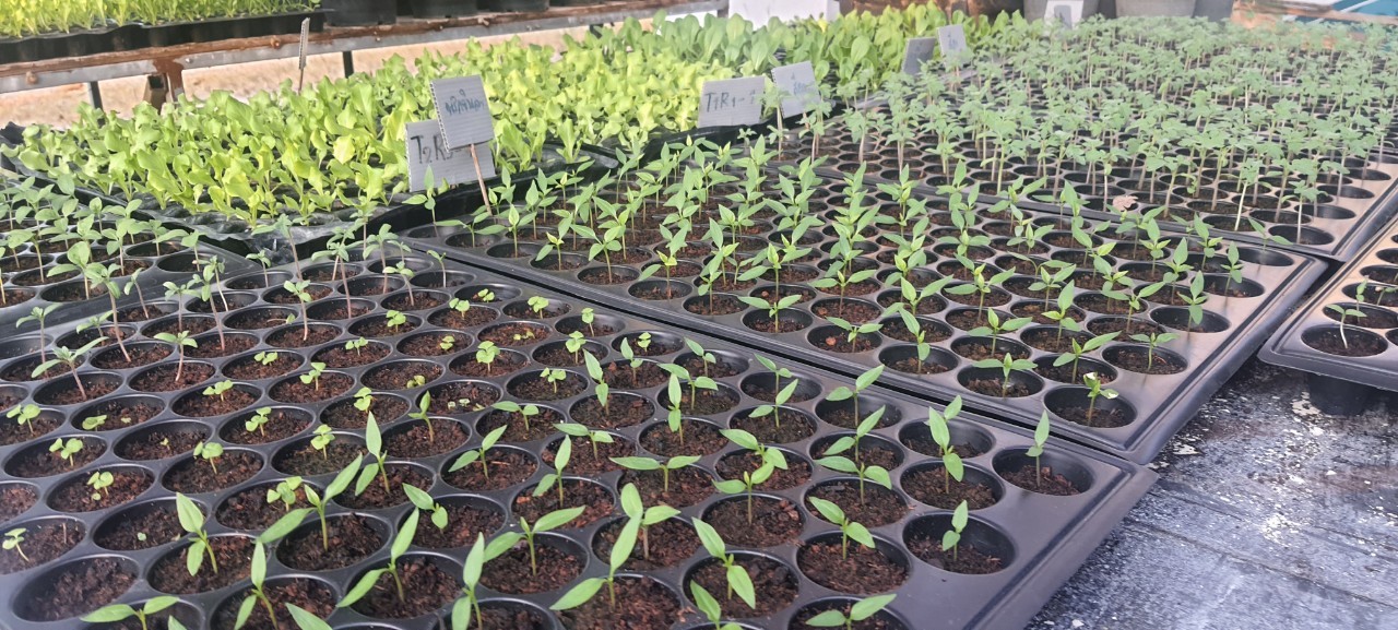 vegetable seedlings